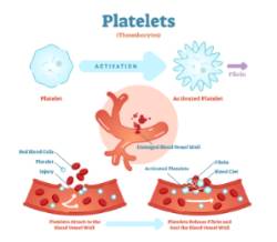 2025 05 12 Las plaquetas (2)
